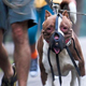 A muzzled pit bull-type dog. Tatiana via Flickr/CC BY 2.0